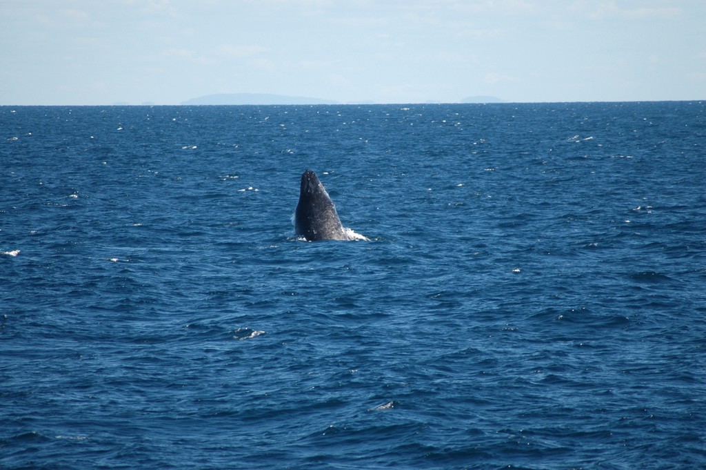 Humpback Whale